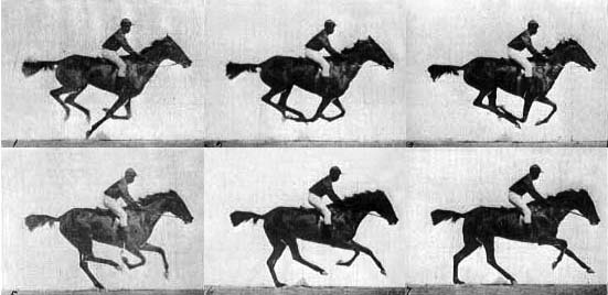Muybridge Horse Race